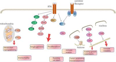 Small Molecule Inhibitors in Adult High-Grade Glioma: From the Past to the Future